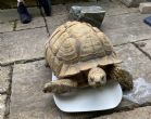 Sulcata : Male approx 17 years old (Charles)